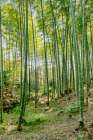 Sagano Bamboo Forest, Arashiyama, Kyoto, Japan Art Print